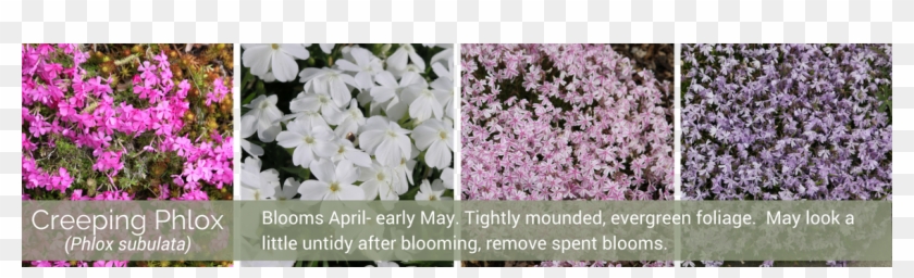 Creeping Phlox - Cherry Blossom Clipart