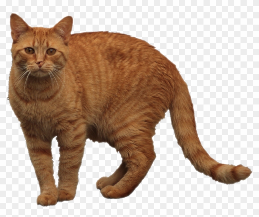 Orange Cat Png 1 » Png Image - Orange Tabby Cat Transparent Clipart #5714724