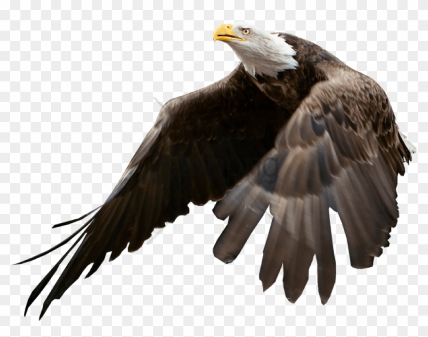 Bald Eagle Blank Background Png Image With Transparent Clipart #5714808