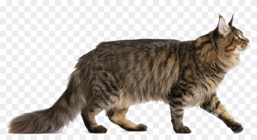 Do You Want A Pretty Friend - Maine Coon Cat Tattoos Clipart