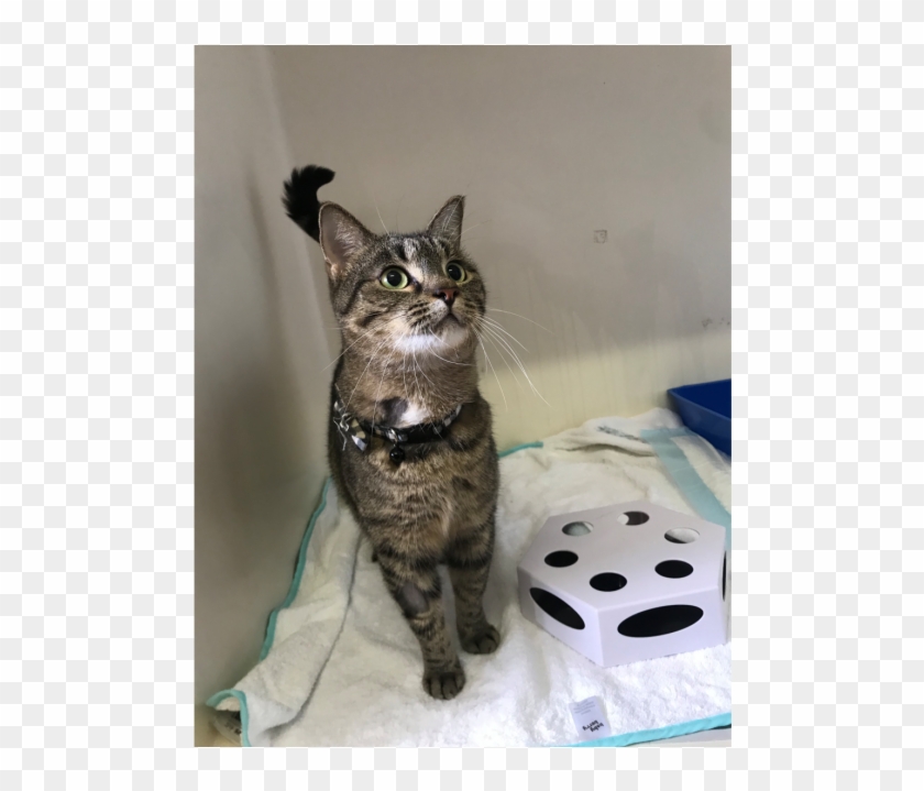 Donate To Petrescue - Domestic Short-haired Cat Clipart