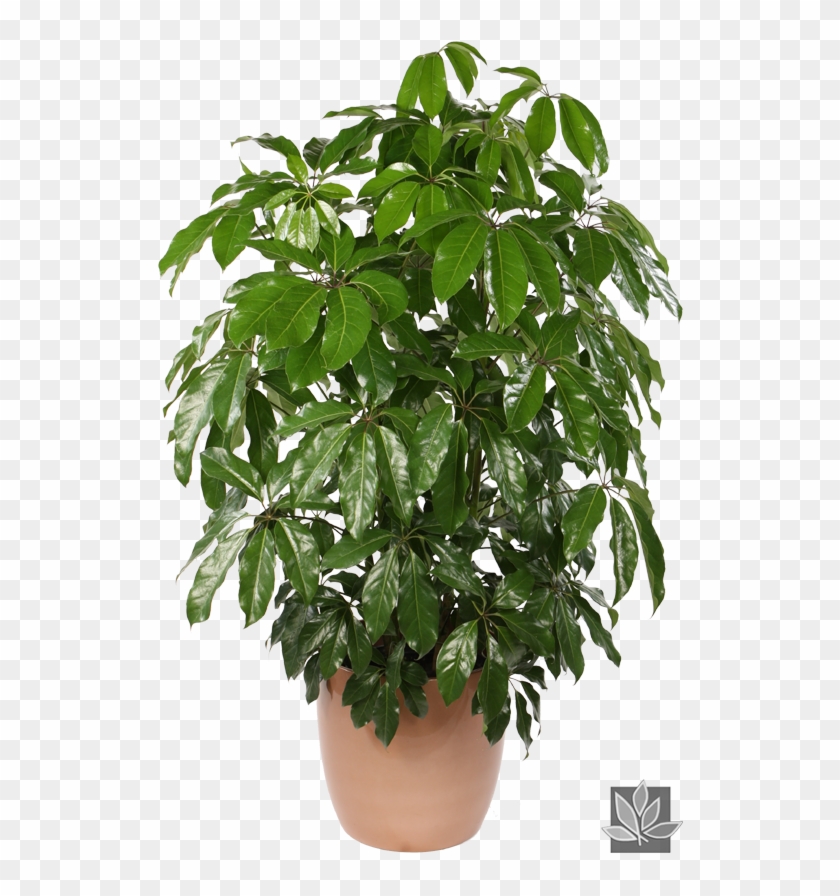 Shefalera Plant Photos - Schefflera Actinophylla Indoor Clipart