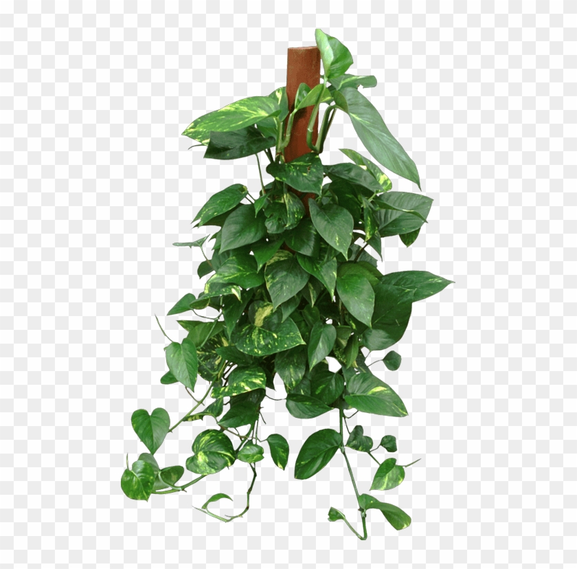 Pothos Totem - Houseplant Clipart #5719803