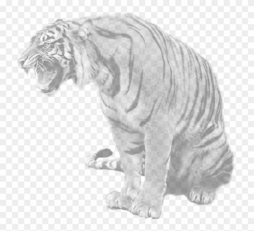 India - Maltese Tiger Clipart #5720037