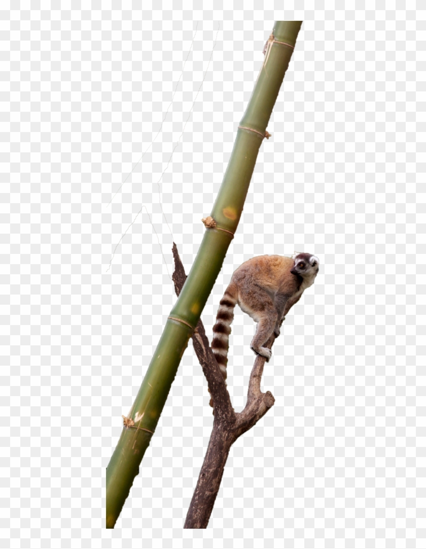 Insect Clipart #5720335