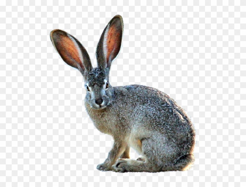 Isolated Hare Nature Animal Grass Rodent - Black Tailed Jackrabbit Png Clipart #5720393