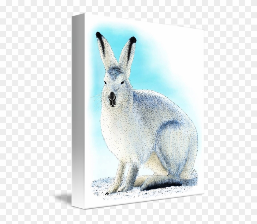 Hares Drawing Arctic Hare - Domestic Rabbit Clipart #5720509