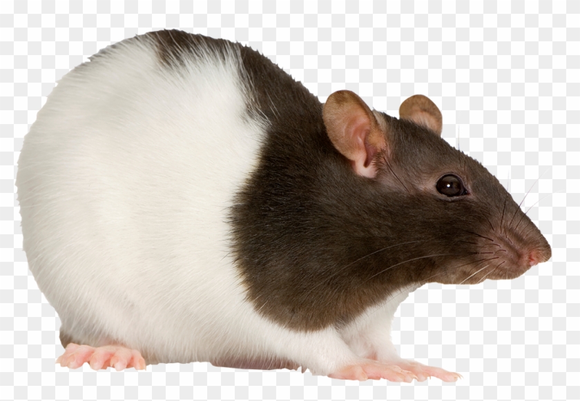 Rat - Rat Panda Clipart #5722289