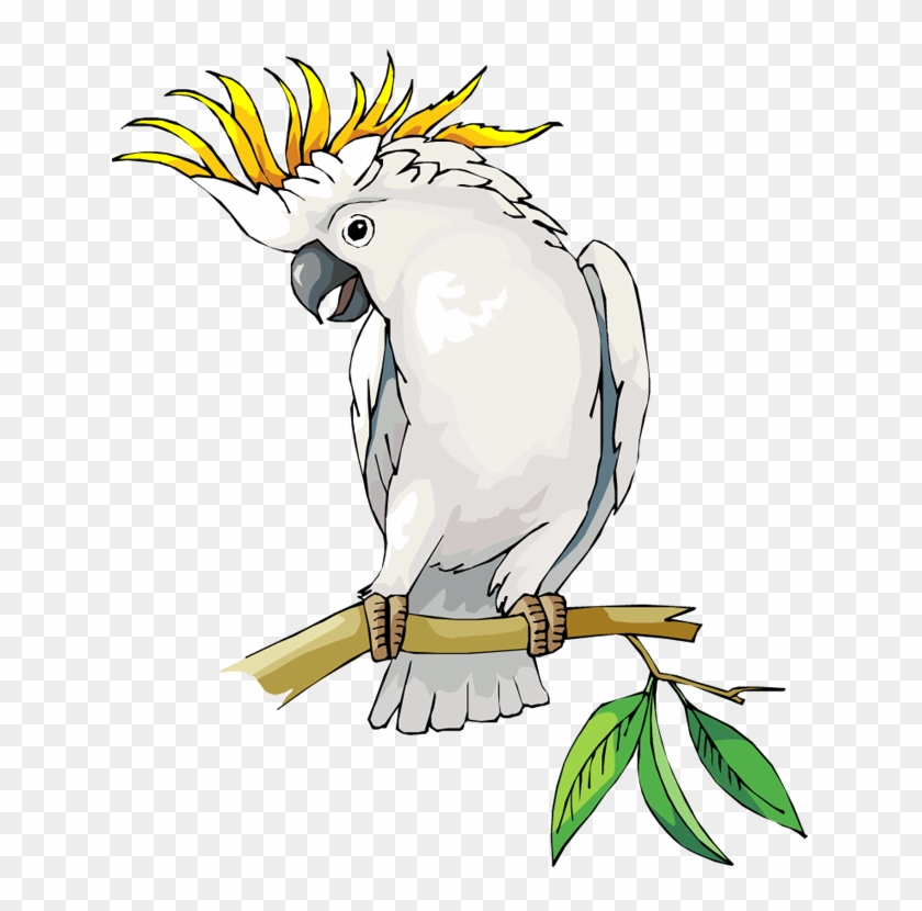 Free Parrot And Macaw Clipart - Cockatoo Clipart - Png Download