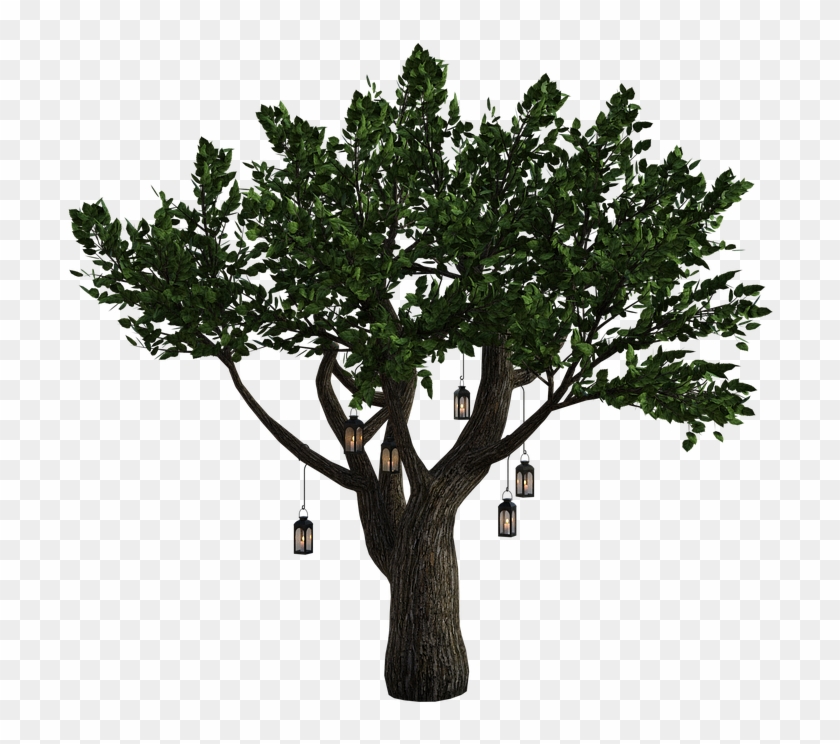 Tree Lanterns Fantasy Leaves Lighting Dark - Wood Clipart