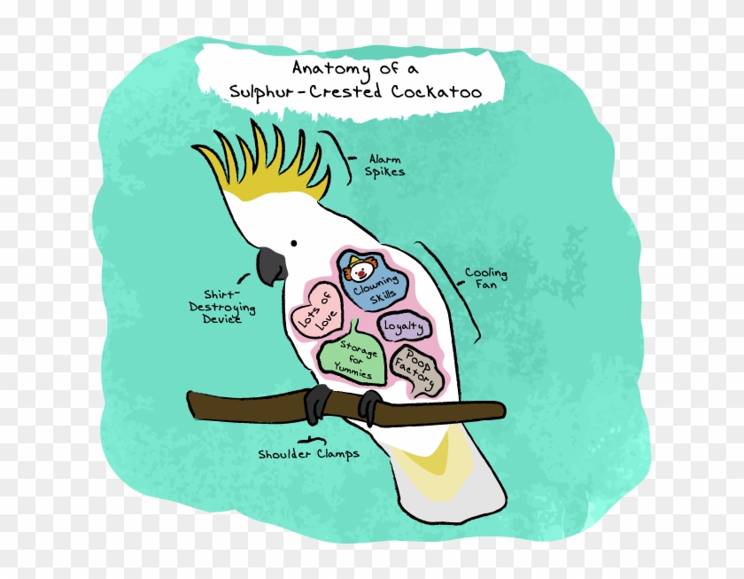 Anatomy Of A Sulphur-crested Cockatoo - Cartoon Clipart #5723885