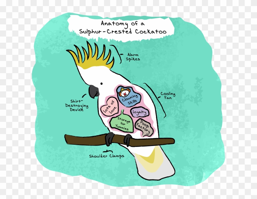 Anatomy Of A Sulphur-crested Cockatoo - Cartoon Clipart