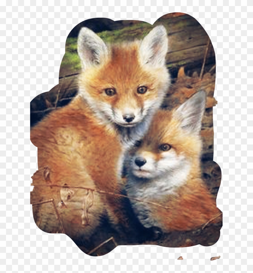#fox #baby #freetoedit - Swift Fox Clipart
