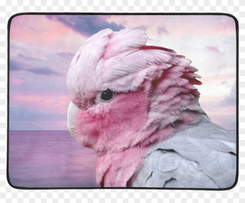 Galah Cockatoo Clipart