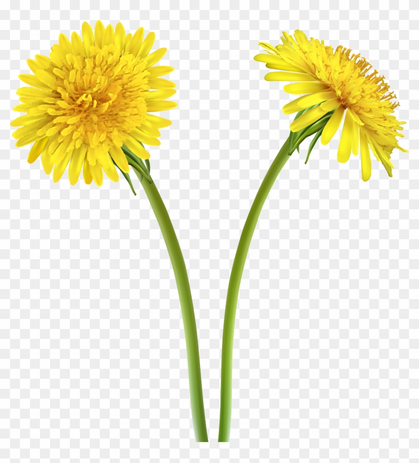 Dandelion Flower Png Clipart #5724366