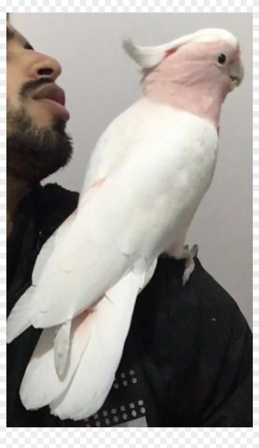 Sightings - Sulphur-crested Cockatoo Clipart