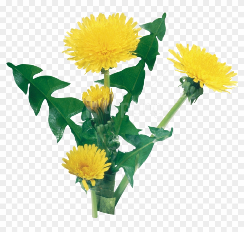 Free Png Download Dandelion Png Images Background Png - Одуванчик На Прозрачном Фоне Clipart
