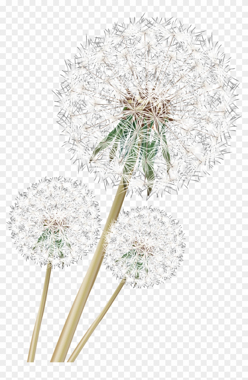 Dandelion Download Png Image - Cow Parsley Clipart
