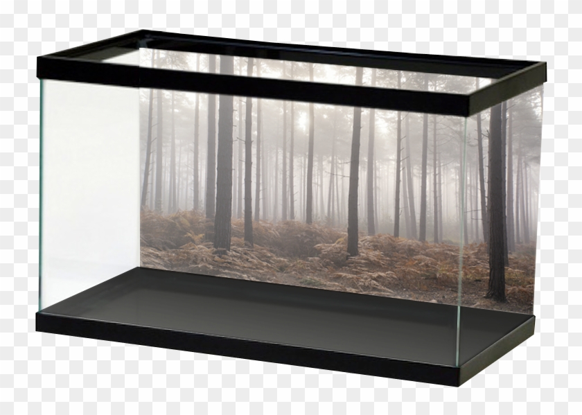 Foggy Forest Clipart #5726053