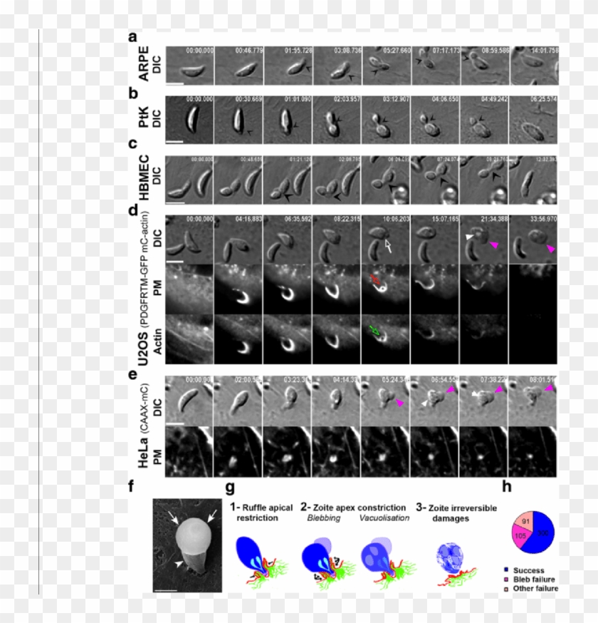 Screenshot Clipart #5726407