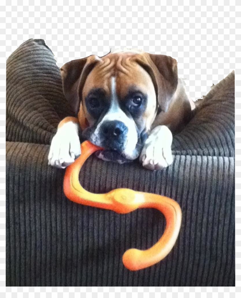 Indestructible Dog Toy Collection - Indestructible Dog Toys Clipart