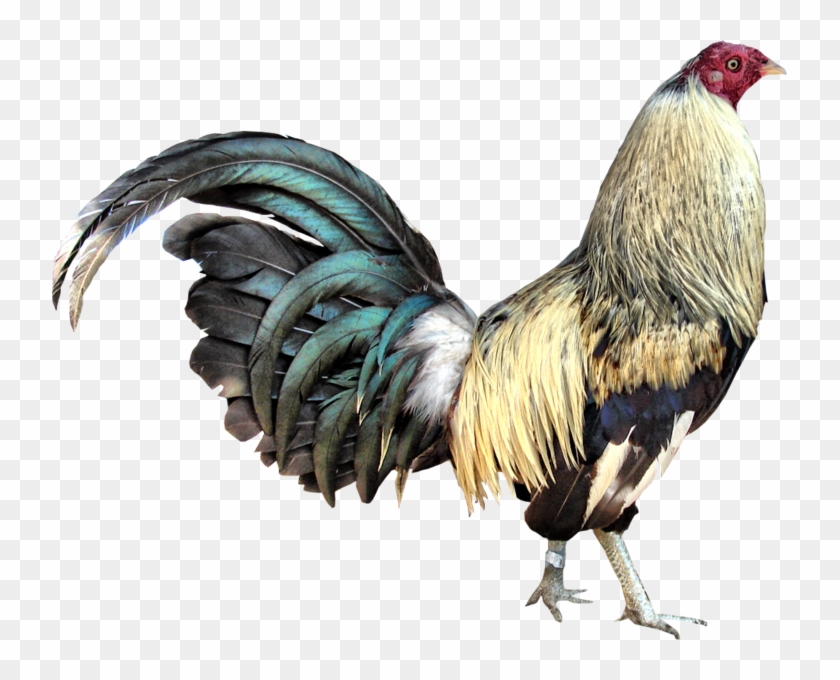 Gamecock - Game Cock Png Clipart