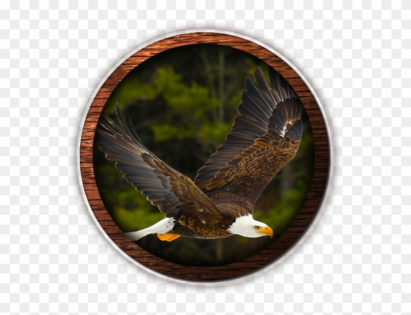 Fvwd American Eagle Web Design - Español Isaías 40 31 Clipart #5730173