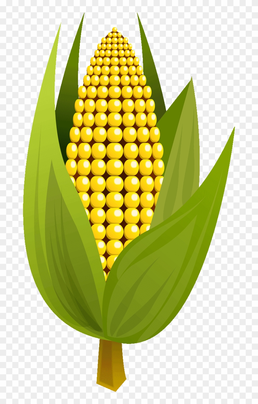 Maize Clipart #5731855