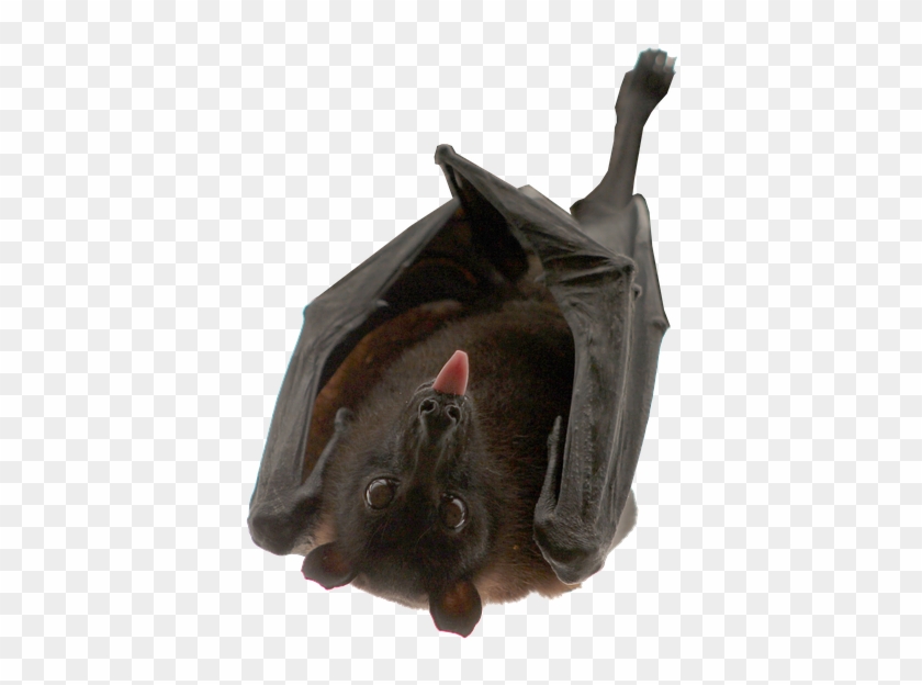 Bat Hanging Isolated Animal Nocturnal - Mean Bat Clipart #5734139