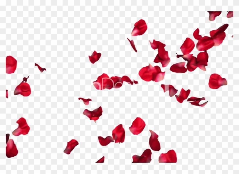 Rose Petals Png Pic - Red Rose Petals Transparent Clipart #5738536