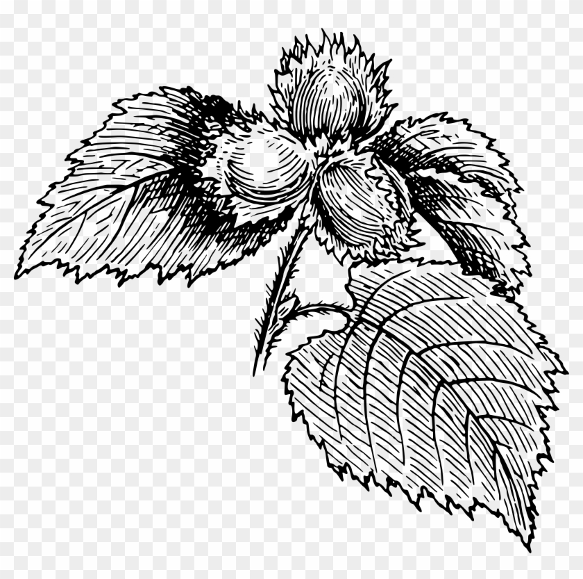 Hazelnut Clipart Black And White - Hazelnut Drawing Png Transparent Png