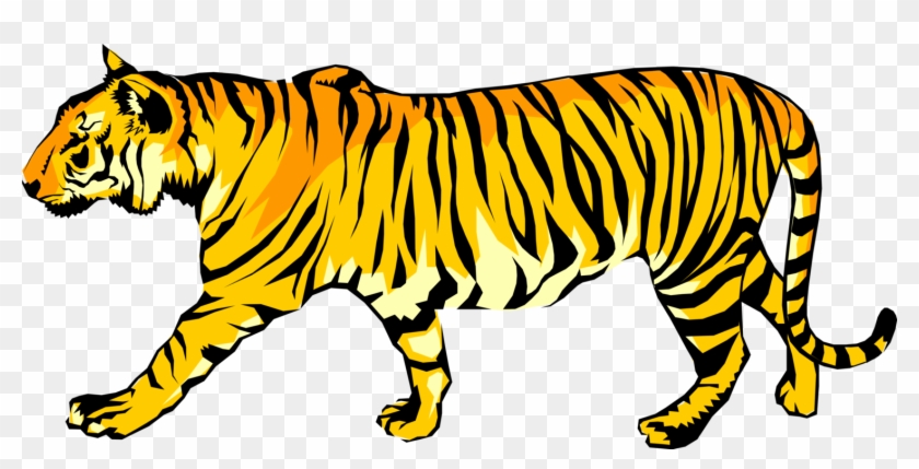 Vector Illustration Of Royal Bengal Tiger From From - Tiger Walking Clipart - Png Download #5739348