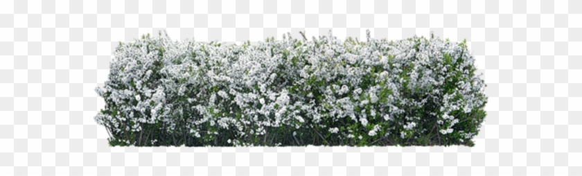 View In My Picture - Canteiro De Flores Brancas Png Clipart