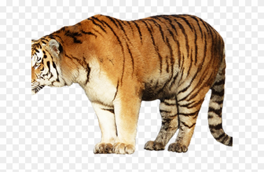 Siberian Tiger Clipart #5739701