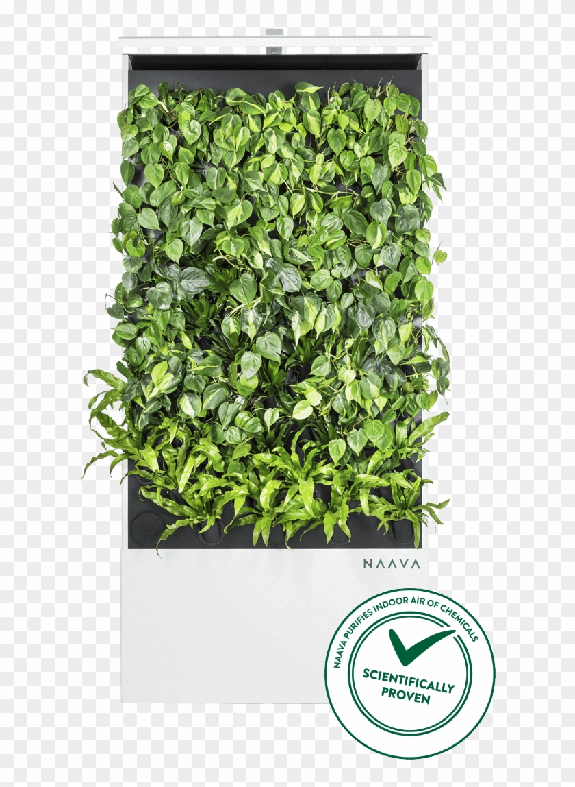 Naava Green Walls - Naava Clipart #5739736