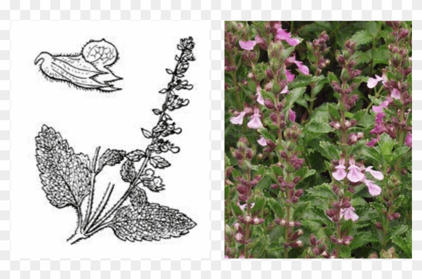 Représentation Schématique Et Photo De Teucrium Massiliense - Tuberous Pea Clipart