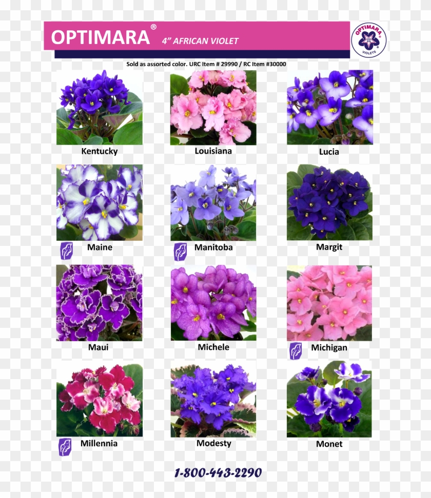 Page0012 I1 - Viola Clipart