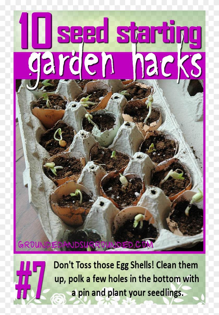 Name The Seeds You Planted In The Eggshell Clipart #5740282