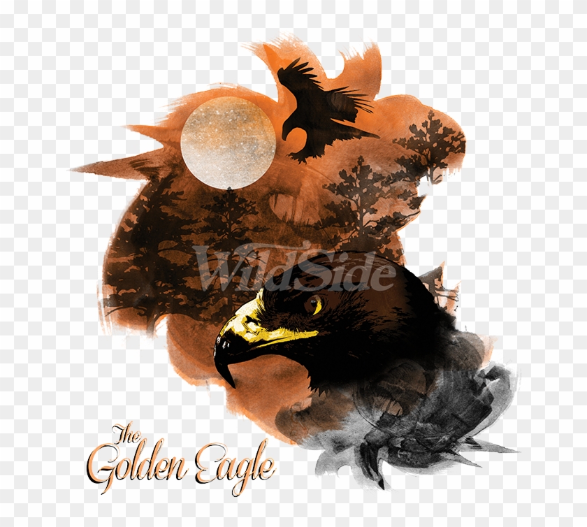 Birds Of Prey Golden Eagle - Myna Clipart #5741973
