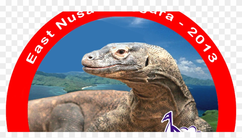 Comodo Dragon Clipart #5743570