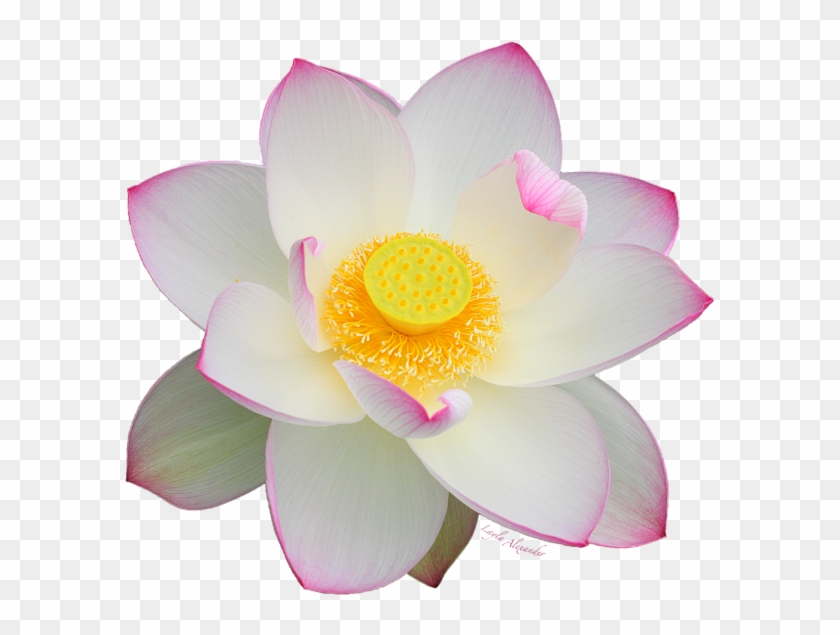 Bleed Area May Not Be Visible - Transparent Background White Lotus Flower Clipart #5748270
