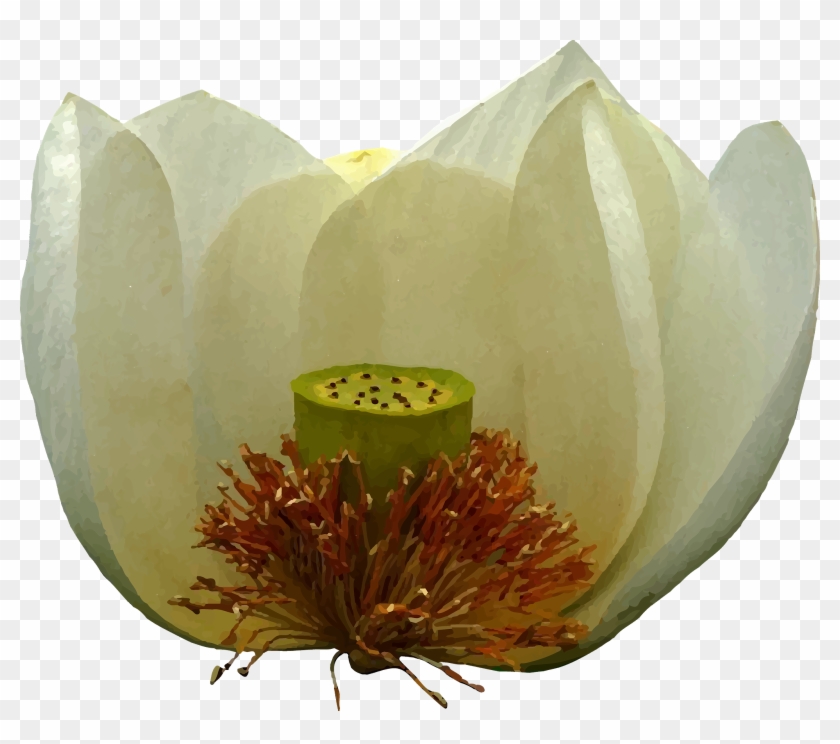 A White Lotus - Sacred Lotus Clipart #5748344