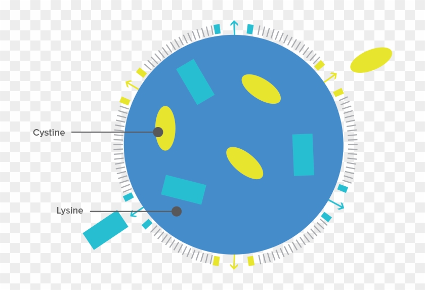 The Cystine Forms Crystals That Can Cause Serious Irreversible - Lysosomer Png Clipart