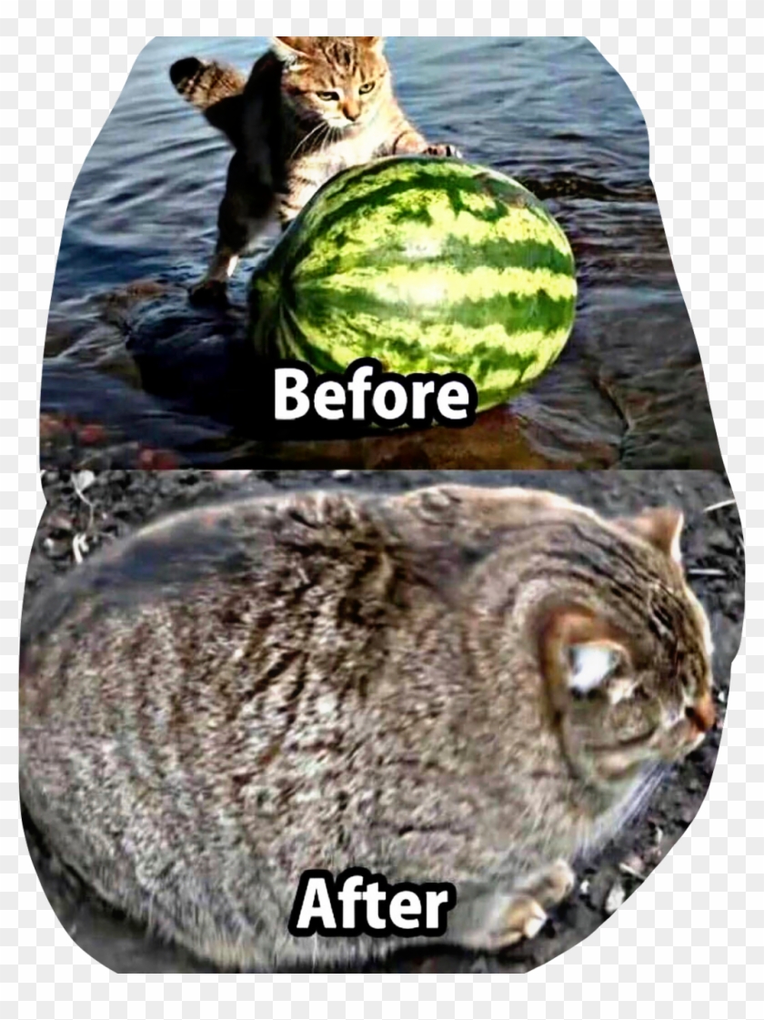 #funny #cat #watermelon #lol #meme #haha #freetoedit - Roundest Cat Clipart