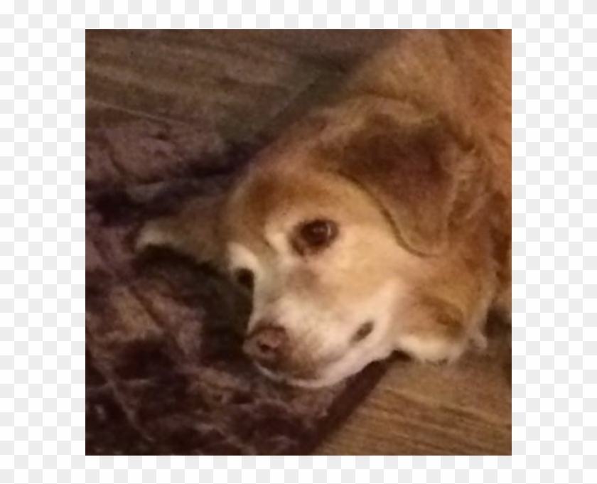 Here's Your Dog News - Dog With Small Bed Clipart