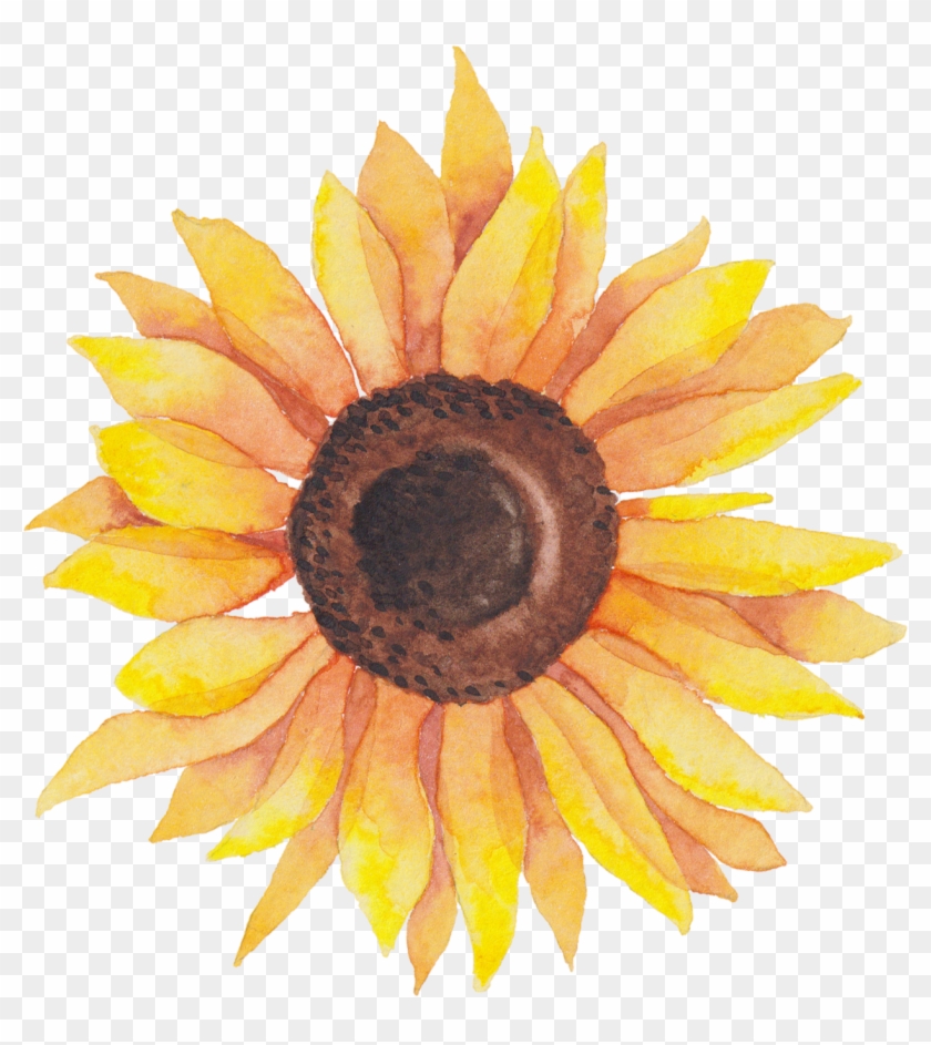 Self Portraits - Sunflower - Transparent Background Watercolor Sunflower Clipart - Png Download