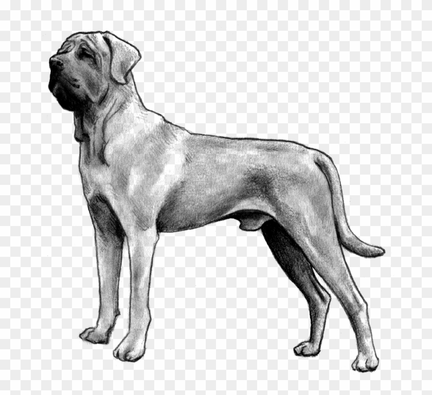 Tosa - Dog Yawns Clipart #5751228