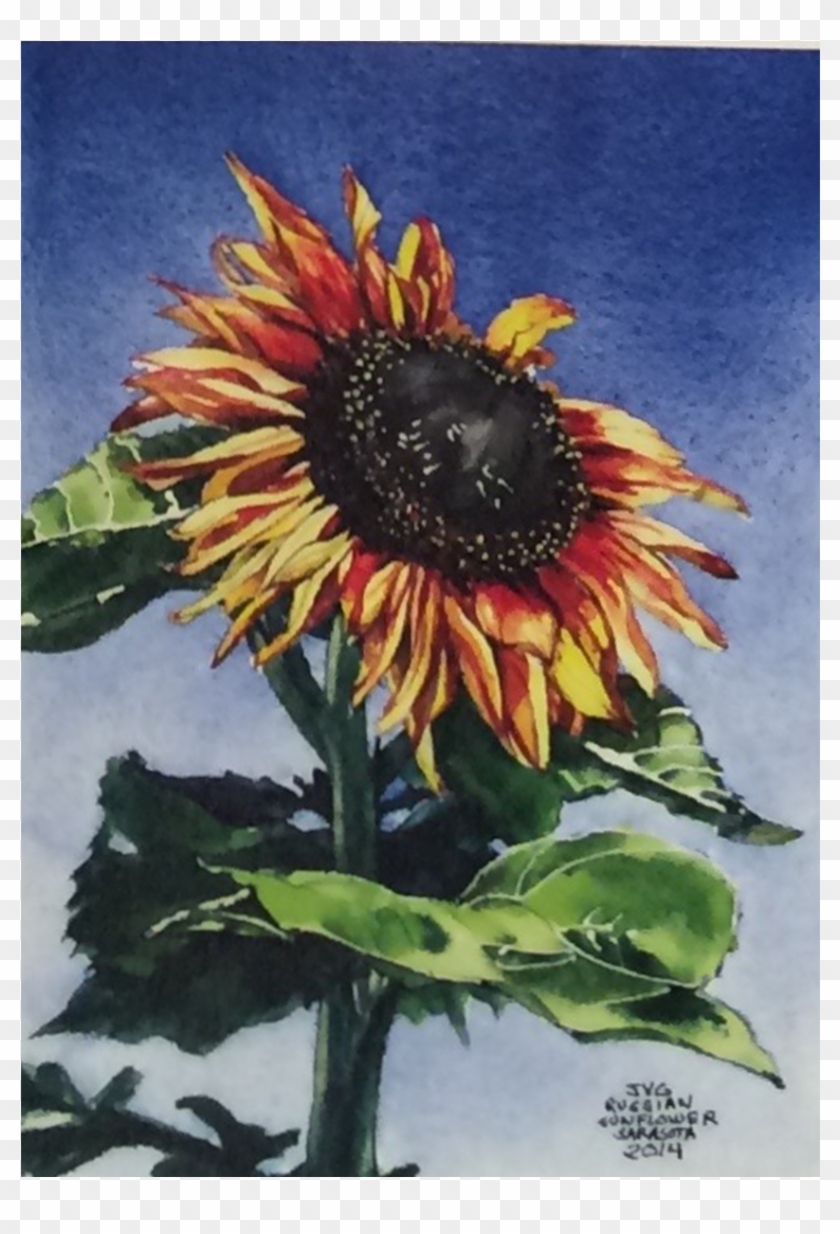 Cjg-02 - Sunflower Clipart #5751375