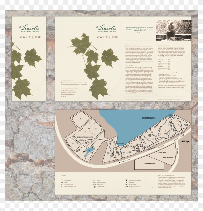 I Created A Plant Guide For Visitors To Use On The - Gambel Oak Clipart