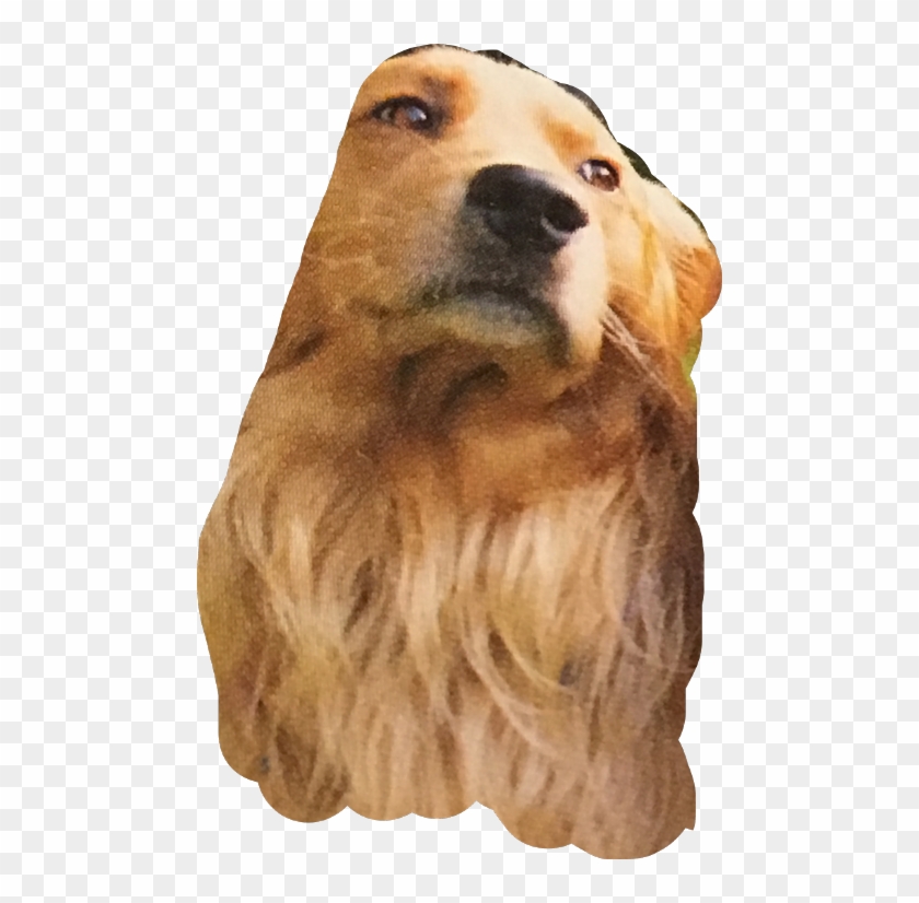 Punxsutawney Phil Clipart #5752265